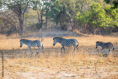 Zebra Wildlife of Zambia Africa in Chaminuka National Park