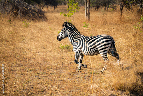 Zebra Wildlife of Zambia Africa in Chaminuka National Park photo