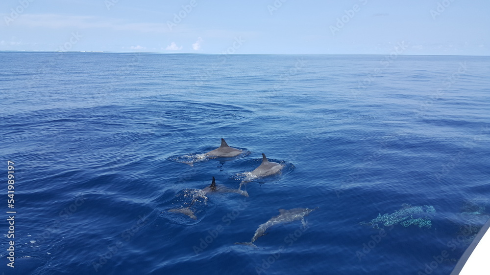 Obraz premium Dolphins in Maldives