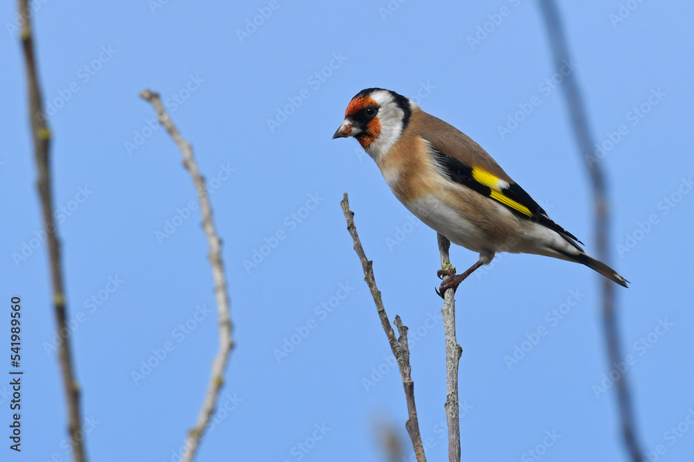 Stieglitz, Distelfink // European Goldfinch (Carduelis carduelis) Stieglitz, Distelfink // European Goldfinch (Carduelis carduelis)