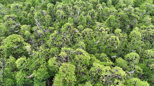 Sunda flying foxes, Acerodon mackloti, fly above a remote mangrove forest where they roost in Indonesia. Mangroves provide vital habitat for invertebrates, fish, birds, and fruit bats. photo