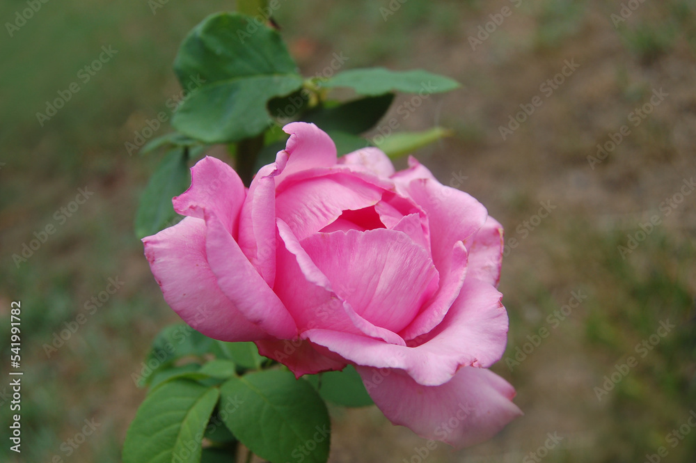 Obraz premium Rose Bloom