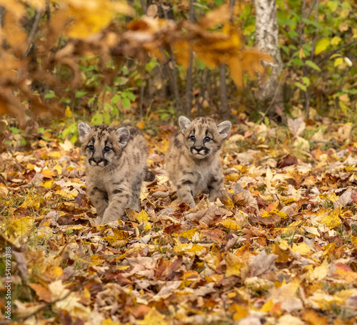 Mountain lion cubs in fall leaves