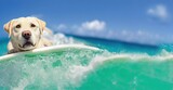 Spectacular labrador lying on surfboard, wave with teal sea water splash on surfing board with background clear sky summertime at ocean shore. Dog surfing on the beach.