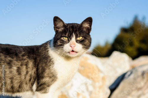 cat on a fence