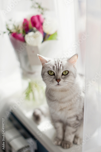 Grey cat and beautiful bouquet