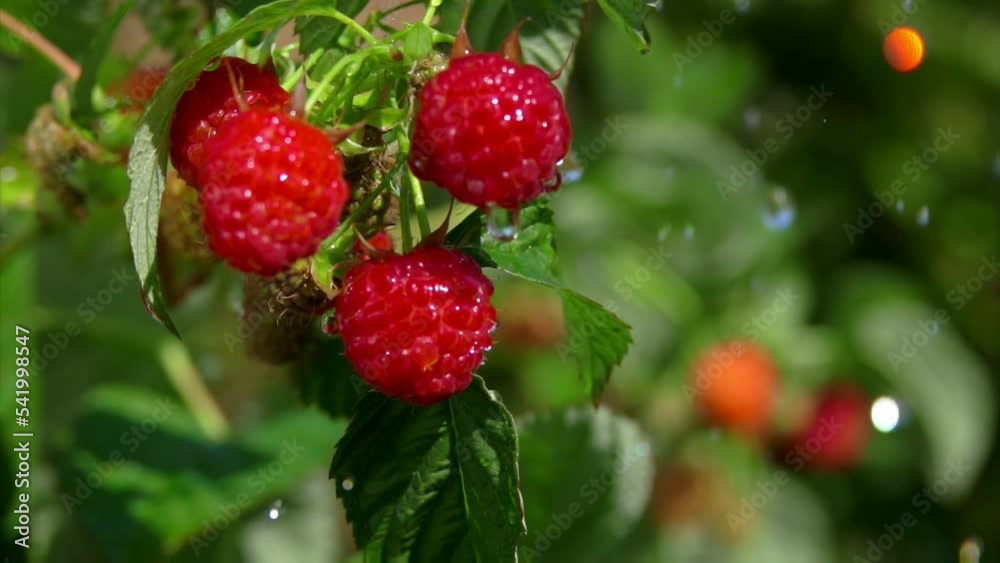 Close-up of the rain drops of summer rain falling on the ripe juicy raspberries Close-up of the rain drops of summer rain falling on the ripe juicy raspberries