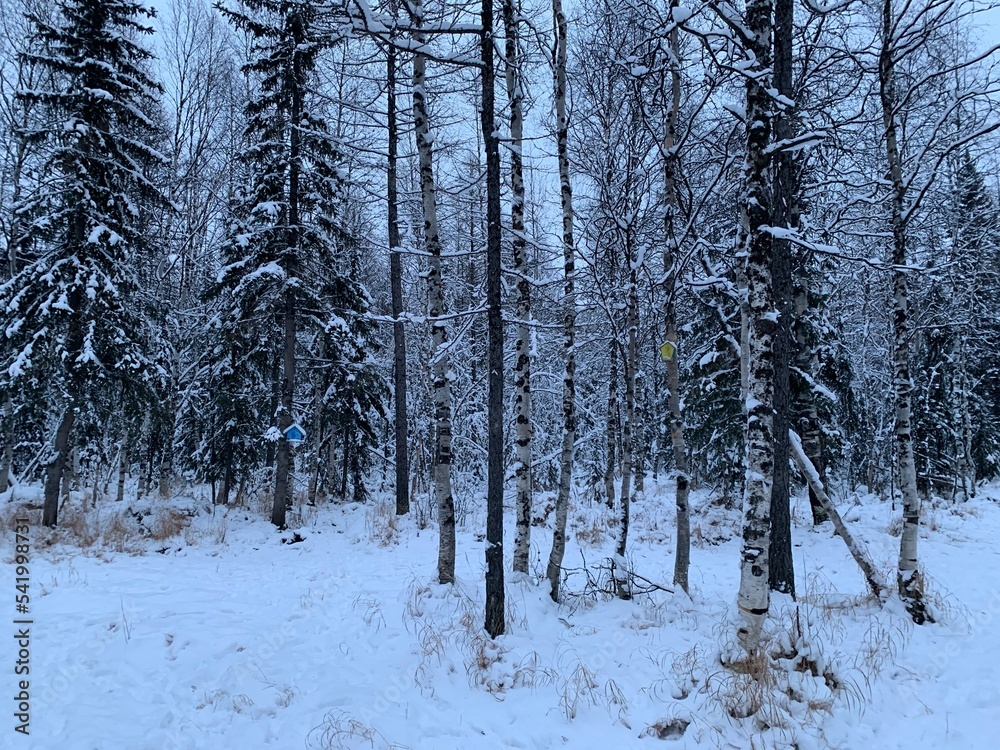 Fototapeta premium Birdhouse titmouse in a snowy forest - a closed artificial nest for small birds, Wooden houses on trees. Wild bird care