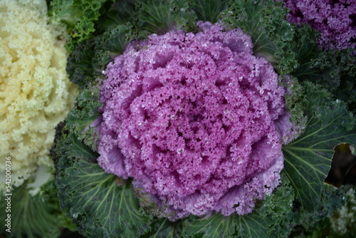 purple texture pink background High quality photo macro photography gradient white green ornamental Brassica oleracea acephala purple cruciferous family decorative carved cabbage leaves, poster, banne photo