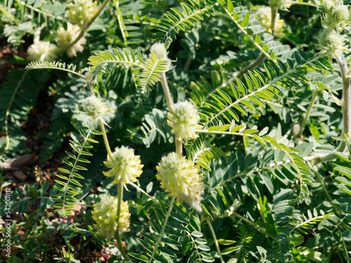  Astragalus glycyphyllos | Réglisse sauvage ou Astragale réglisse à inflorescence en grappes ovoîdes jaune verdâtre sur pédoncules au feuillage glabre, penné à grandes folioles terminales ovales photo