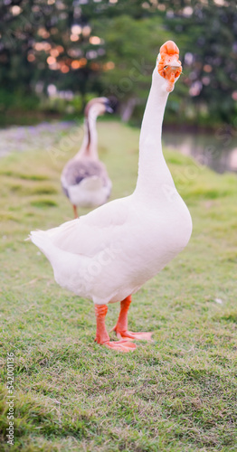 Group of geese in nature eating grass and goose's food on ground. Lively white cute big fowl on green grass near pond in nature.