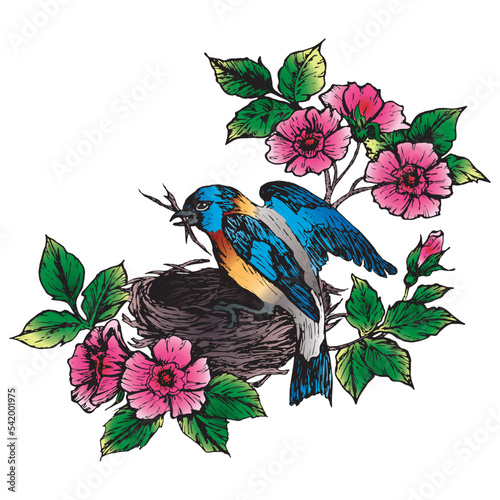 Colorful watercolor ink illustration of finch bird sitting on a blooming spring branch
