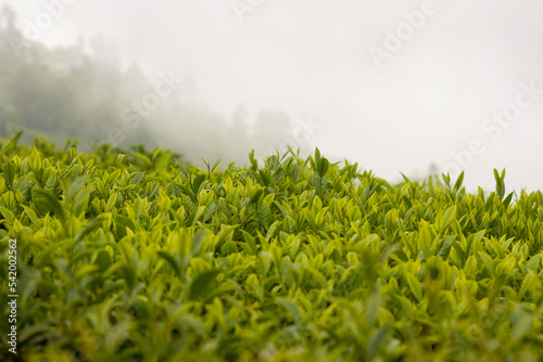 Ilam Tea Garden Farm in Illam Kanyam Nepal with organic nepali tea photo