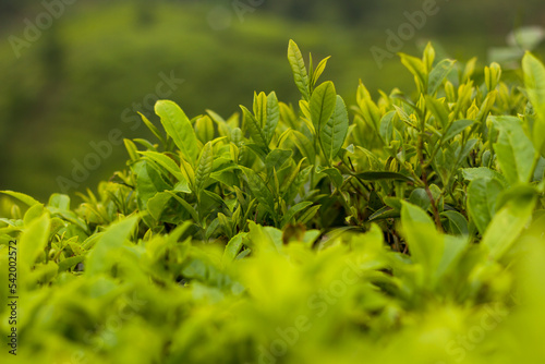 Ilam Tea Garden Farm in Illam Kanyam Nepal with organic nepali tea photo