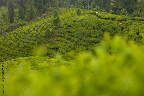 Ilam Tea Garden Farm in Illam Kanyam Nepal with organic nepali tea photo