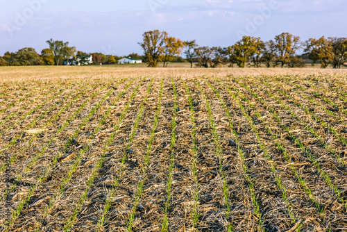 Winter wheat emerging in a field of soybean stalks in the autumn.