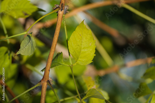 leaves on a tree in a sunny day of spring with bokeh background