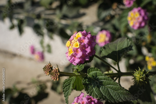 colorful variety of flowers in a public park during a sunny day with soft focus background