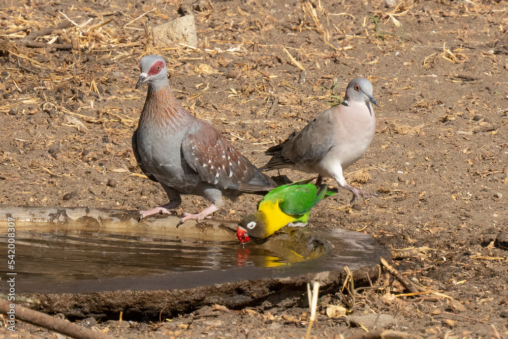 Fototapeta premium Wild Birds in Tanzania