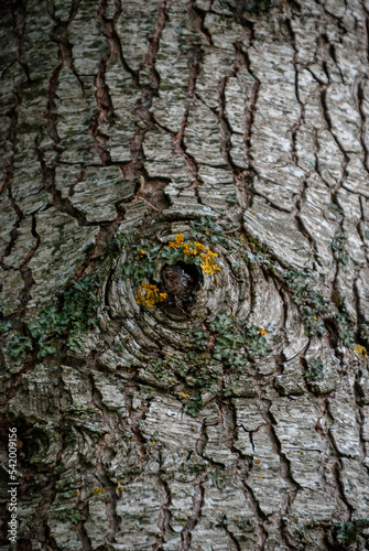 Close up tree bark background