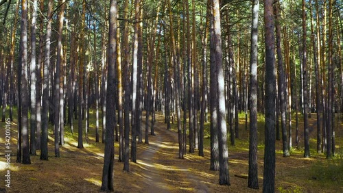 Aerial view of path in the autumn forest among the trees. Pine forest in autumn