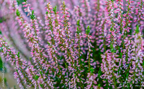 lilac flowers