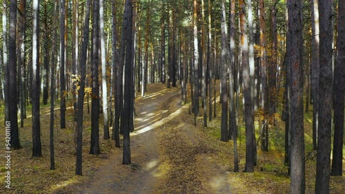 Aerial view of path in the autumn forest among the trees. Pine forest in autumn
