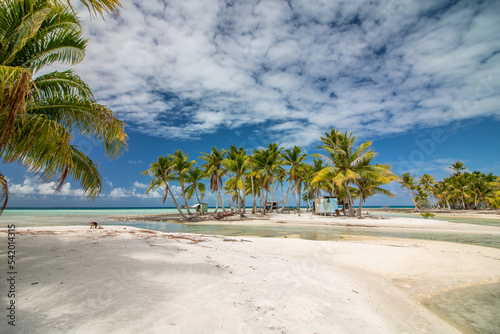 Tropical beach with palm tree, Blue Lagoon, Rangiroa, French Polynesia