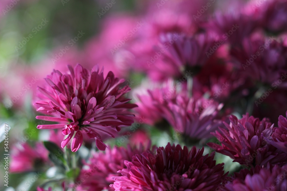 close up of a pink flower close up of a pink flower