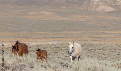 Fototapeta Naklejka Na Ścianę i Meble -  Wild Horses in the Wyoming Desert