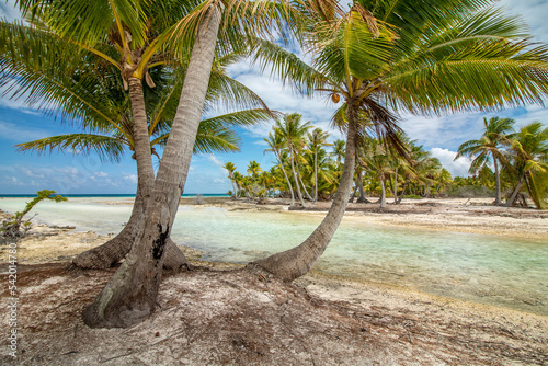 Tropical beach with palm tree, Blue Lagoon, Rangiroa, French Polynesia