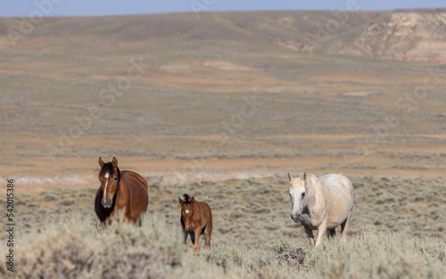 Wild Horses in the Wyoming Desert