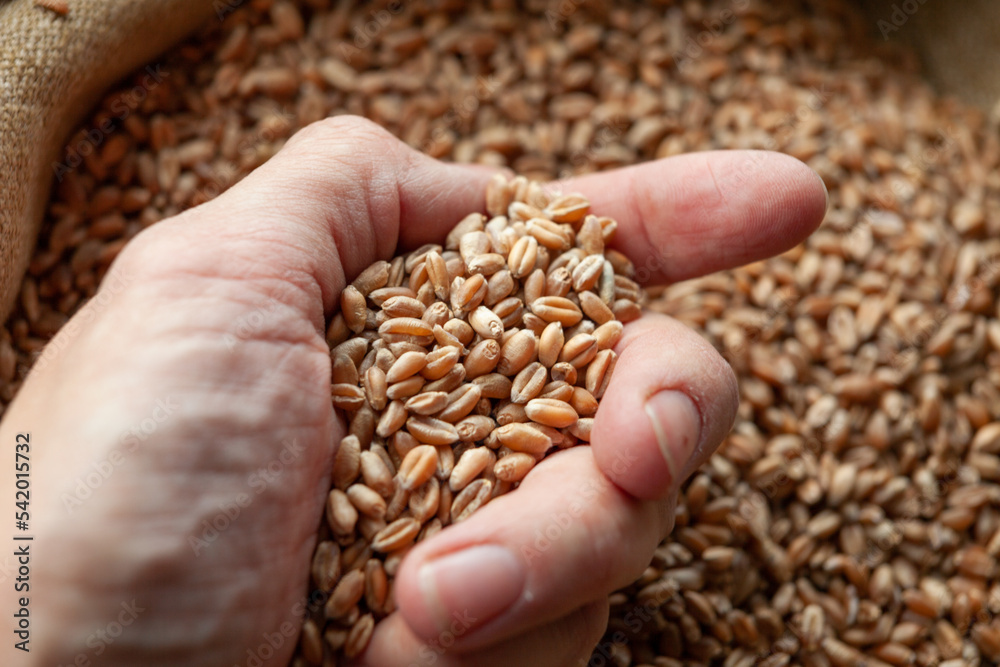 Wheat grains in hands of a farmer. Close up of grain for bread, global food crisis concept due to Russia war against Ukraine. Food and Agriculture Organization Wheat grains in hands of a farmer. Close up of grain for bread, global food crisis concept due to Russia war against Ukraine. Food and Agriculture Organization