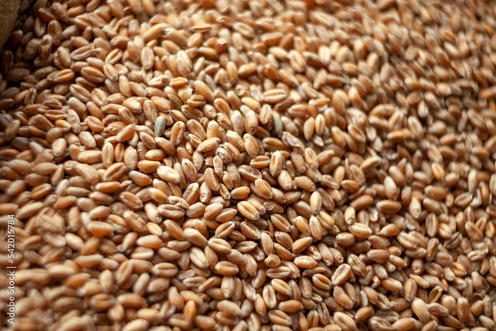 Wheat grains. Close up of grain for bread, global food crisis concept due to Russia war against Ukraine. Food and Agriculture Organization Wheat grains. Close up of grain for bread, global food crisis concept due to Russia war against Ukraine. Food and Agriculture Organization