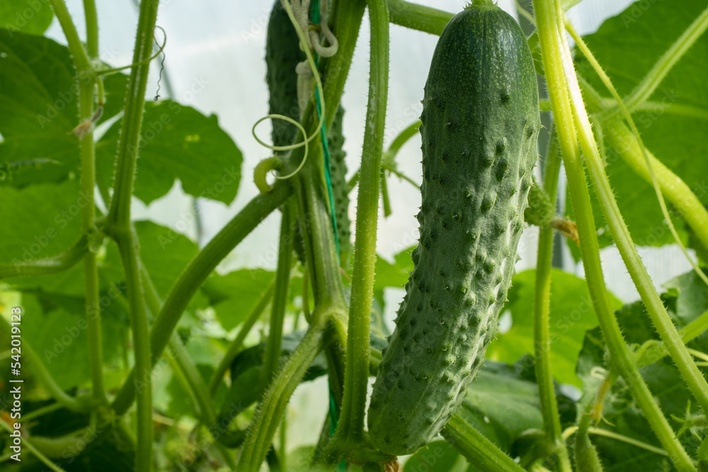 Cucumber plant close-up grow in greenhouse. Organic food agriculture concept. Nature background from cucumbers and green leaves for a poster, calendar, post, screensaver, wallpaper, banner, cover Cucumber plant close-up grow in greenhouse. Organic food agriculture concept. Nature background from cucumbers and green leaves for a poster, calendar, post, screensaver, wallpaper, banner, cover