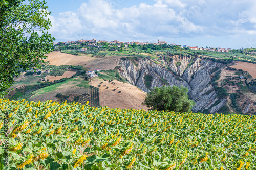 Panorama of Atri with its beautiful badlands and a field of sunflowers