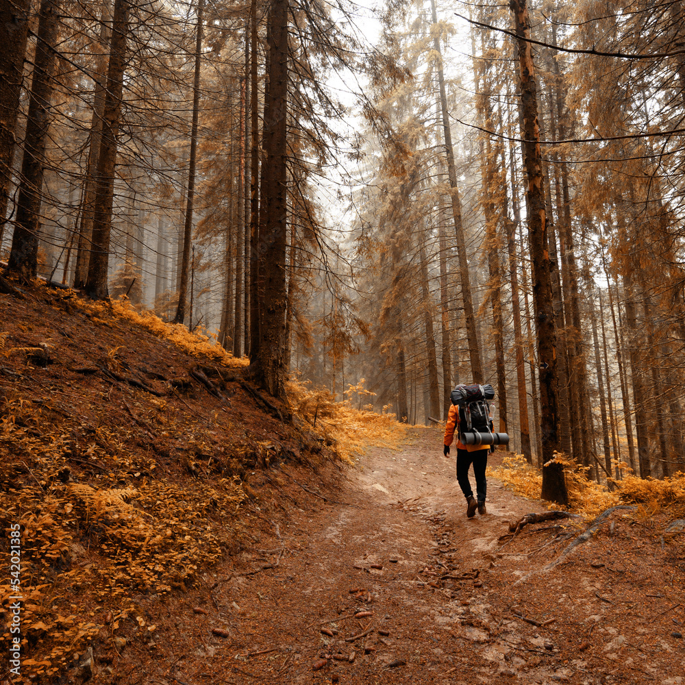Fototapeta premium Tourist hike with large backpacks in the Carpathians. Autumn landscape in the forest.