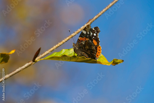 Red admiral butterfly (Vanessa Atalanta) with partially open wings perched on a green leaf in Zurich, Switzerland photo