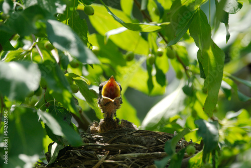 newborn bird hatchling in the nest
