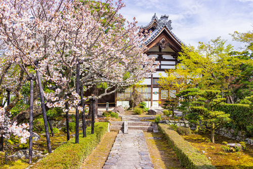 Kyoto, Japan cherry blossom spring blooming sakura flowers pink trees in garden park of Arashiyama and temple building with Japanese garden photo