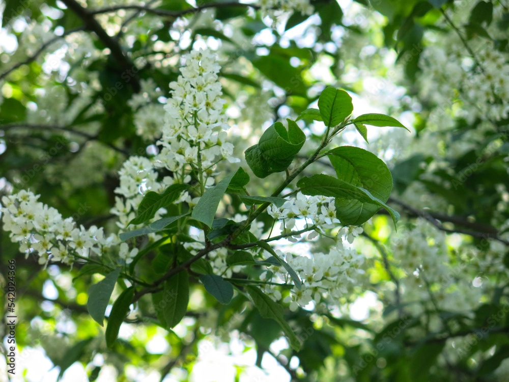 bird cherry blossoms in May, white inflorescences on the branches bird cherry blossoms in May, white inflorescences on the branches