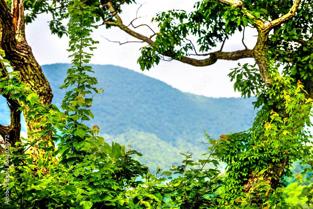 Fototapeta premium Framing view of Shenandoah Blue Ridge appalachian mountains on skyline drive overlook with yellow poplar tree leaves branches in foreground