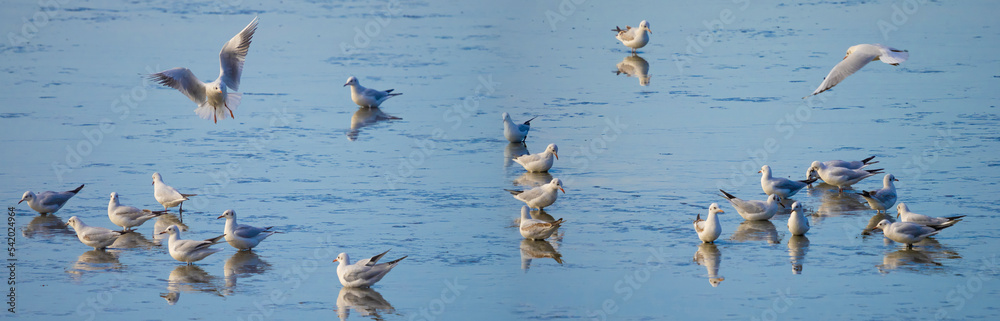 Obraz premium lipstick kiss mark isolated on black