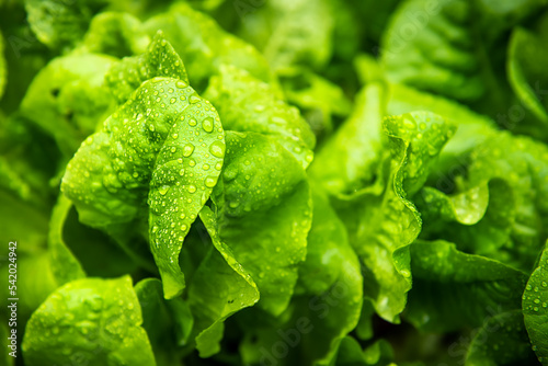 Konstfotografi Macro closeup of heirloom buttercrunch green lettuce plant growing in soil in sp