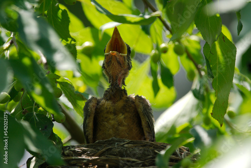 newborn bird hatchling in the nest