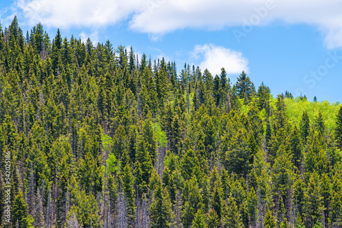 Santa Fe National park Sangre de Cristo mountains peak summit with green aspen spruce pine trees forest in summer with sky  clouds casting shadow