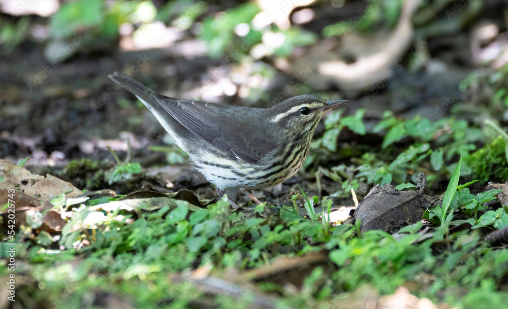 Northern Waterthrush (Parkesia noveboracensis) looking for insects in the forest ground Northern Waterthrush (Parkesia noveboracensis) looking for insects in the forest ground