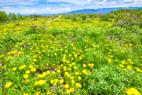 Wide angle closeup view of yellow dandelion wildflowers field meadow by Thomas Lakes hiking trail in Mt Sopris, Carbondale, Colorado photo