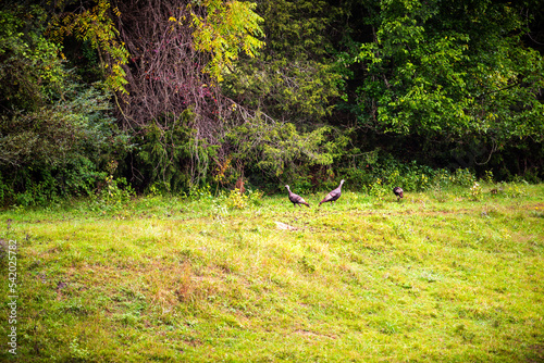 Wild turkeys turkey birds wildlife feeding on green grass in Buena Vista, Virginia by forest in rural countryside photo