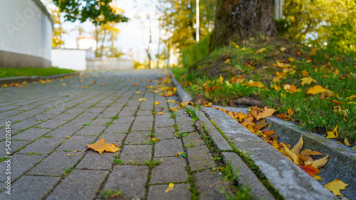 Fototapeta Naklejka Na Ścianę i Meble -  Fallen yellow leaves on the sidewalk in the park